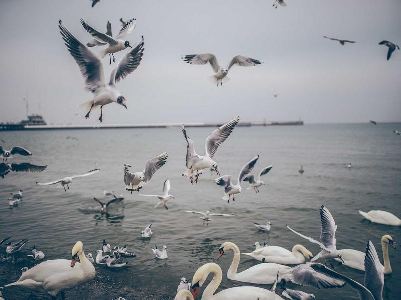 sudoku unique rectangle screenshot 5